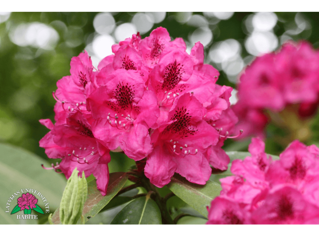 Rhododendron   'Aldonis Vēriņš'